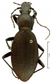 Carabus (Apotomopterus) protenes protenes Bates, 1889 