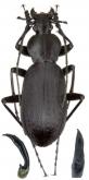 Carabus (Apotomopterus) francottei Rapuzzi, 2012