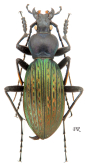 Carabus (Apotomopterus) shun floridus Cavazzuti & Ratti, 1998