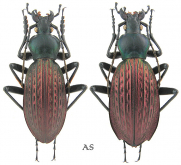 Carabus (Apotomopterus) shun floridus Cavazzuti & Ratti, 1998