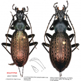 Carabus (Apotomopterus) shun paraschuetzei Kleinfeld, 2002