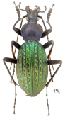 Carabus (Apotomopterus) shun paraschuetzei Kleinfeld, 2002