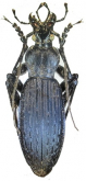 Carabus (Apotomopterus) tonkinensis tonkinensis Deuve, 1990