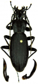 Carabus (Apotomopterus) tonkinensis hagiangensis Rapuzzi, 2020