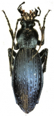 Carabus (Apotomopterus) tonkinensis jinpingensis Deuve & Tian, 2001