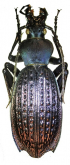 Carabus (Apotomopterus) yuae arlequinus Deuve, 1994 