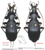 Carabus (Apotomopterus) yunanensis leiboensis Kleinfeld, 1999