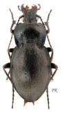 Carabus (Archicarabus) monticola monticola (as maritimensis Born, 1923)