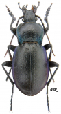 Carabus (Archicarabus) monticola roccae Born, 1923