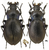 Carabus (Archicarabus) monticola fontanae Born, 1906