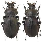 Carabus (Archicarabus) montivagus montivagus Palliardi, 1825