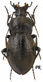 Carabus (Archicarabus) montivagus blandus Frivaldsky, 1865