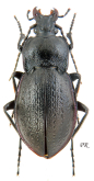Carabus (Archicarabus) montivagus vellepiticus Hampe, 1850