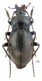 Carabus (Archicarabus) montivagus vellepiticus Hampe, 1850
