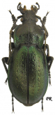 Carabus (Archicarabus) nemoralis lamadridae Born, 1895