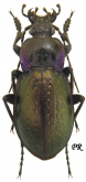 Carabus (Archicarabus) pseudomonticola Lapouge, 1908 ? nemoralis