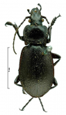 Carabus (Archicarabus) gotschi caramanus Fairmaire, 1886