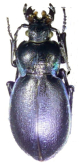 Carabus (Archicarabus) wiedemanni ilgazicus Breining, 1970