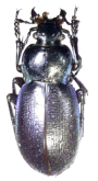 Carabus (Archicarabus) wiedemanni ilgazicus Breining, 1970