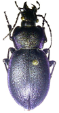 Carabus (Archicarabus) wiedemanni turcicus Motschulsky, 1865