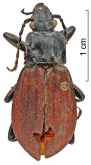 Carabus (Aulonocarabus) canaliculatus rufipennis Lapouge, 1910