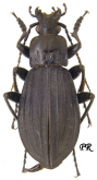 Carabus (Aulonocarabus) canaliculatus pseudocareniger Deuve, 1991