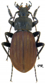 Carabus (Aulonocarabus) canaliculatus hailinensis Deuve & Li, 2000