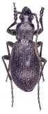 Carabus (Aulonocarabus) gaschkewitschi gaschkewitschi Motschulsky, 1859