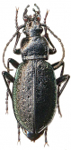 Carabus (Aulonocarabus) gaschkewitschi ippolitovi Berlov, 2004