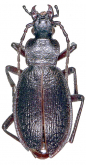 Carabus (Aulonocarabus) gaschkewitschi raddei Morawitz, 1862