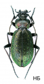 Carabus (Aulonocarabus) kolymensis viridicupreior Deuve & Mourzine, 1993