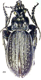 Carabus (Aulonocarabus) kurilensis pseudodiamesus Ivanovs, 1994