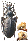 Carabus (Aulonocarabus) kurilensis pseudodiamesus Ivanovs, 1994