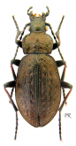 Carabus (Aulonocarabus) truncaticollis fleischeri Reitter, 1898