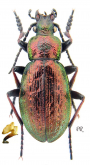 Carabus (Aulonocarabus) truncaticollis fleischeri Reitter, 1898