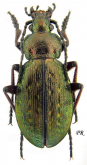 Carabus (Aulonocarabus) truncaticollis polaris Poppius, 1905