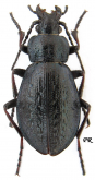 Carabus (Aulonocarabus) truncaticollis kodaricola Deuve, 1998
