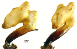 Carabus (Aulonocarabus) truncaticollis fleischeri Reitter, 1898