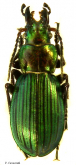 Carabus (Calocarabus) aristochroides aristochroides Deuve, 1992
