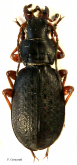 Carabus (Calocarabus) guinanensis maqenicola Kalab, 2005