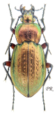Carabus (Carabus) arcensis arcensis Herbst, 1784