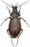 Carabus (Carabus) arvensis baschkiricus Breuning, 1936