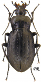 Carabus (Carabus) arvensis deyrollei Gory, 1839