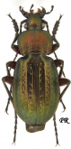 Carabus (Eucarabus) arcensis sylvaticus Dejean, 1826 (as sugintensis Brunier, 1922)
