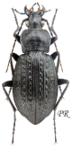 Carabus (Carabus) granulatus calabricus Spettoli & Vigna Taglianti, 2001