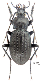 Carabus (Carabus) granulatus calabricus Spettoli & Vigna Taglianti, 2001