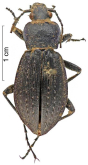 Carabus (Carabus) granulatus daghestanicus Lapouge, 1924