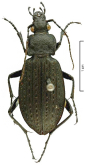 Carabus (Carabus) granulatus telluris Bates, 1883