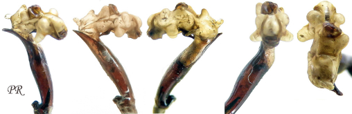 Carabus (Carabus) menetriesi menetriesi Hummel, 1827