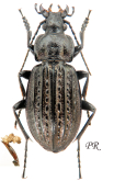 Carabus (Carabus) menetriesi menetriesi Hummel, 1827
